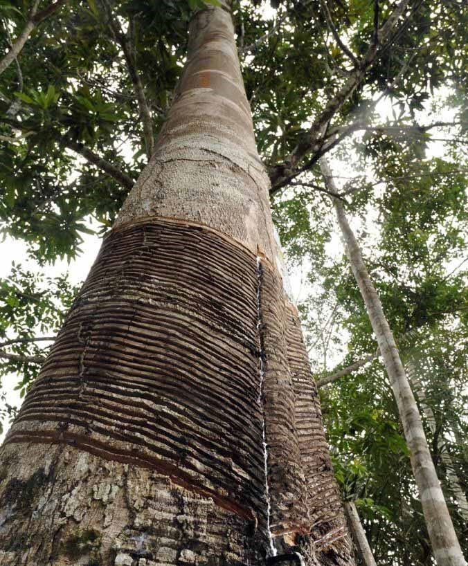 Where Does Natural Rubber Come From?