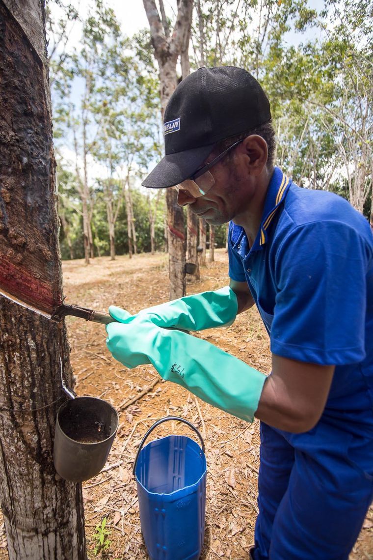 Natural rubber - National strategy to combat imported deforestation