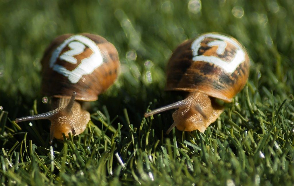 9 snails