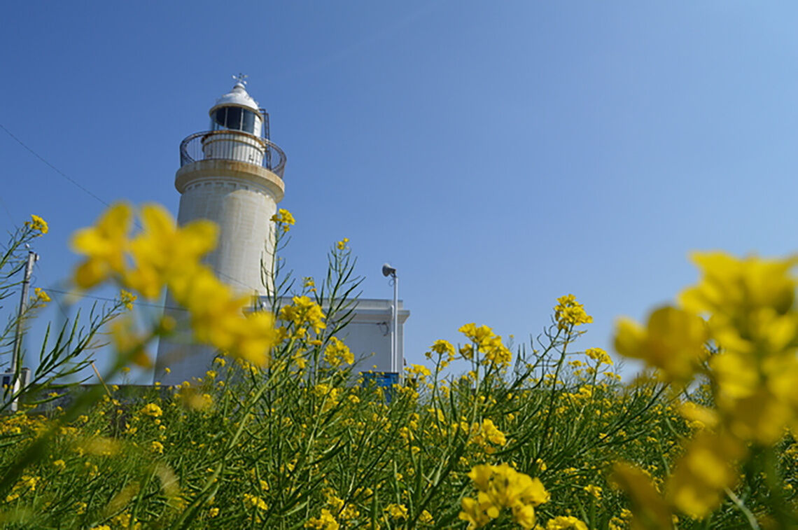 灯台 洲崎 菜の花