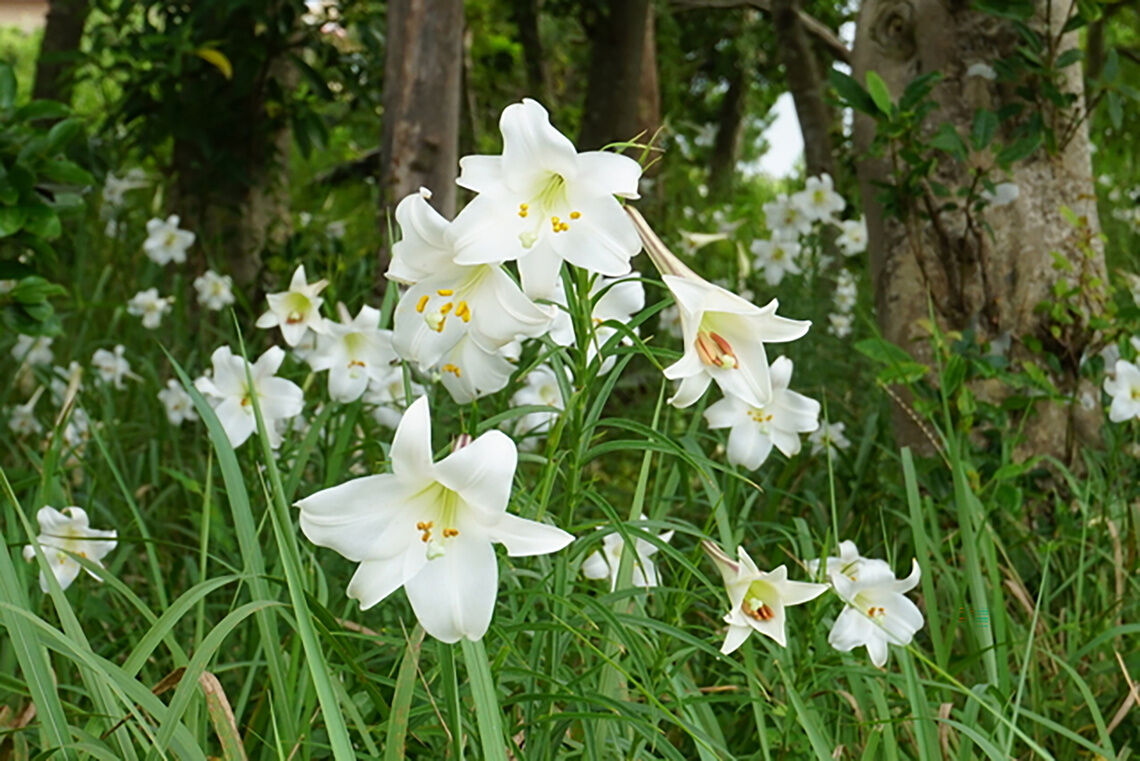 房総フラワーライン ユリ