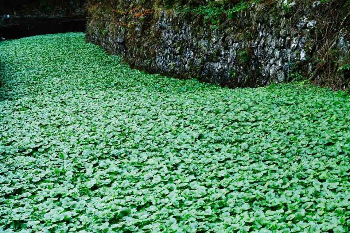 浄蓮の滝の近くにあるワサビ田