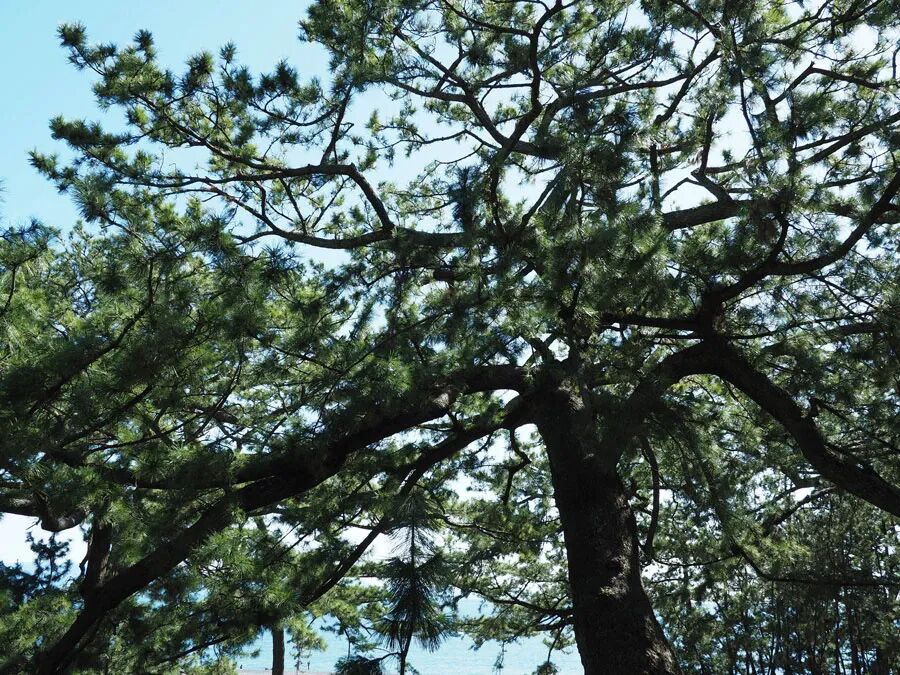 ck0qeud9e0n4b0jpeoh756ydr å¾ ç ç ç ¾ã å¾ ç ä½ ç¾½è ã æ ¾ max