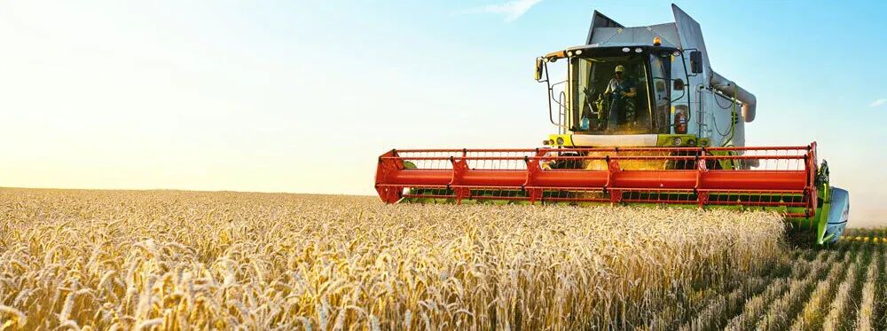 Combine harvester in the field