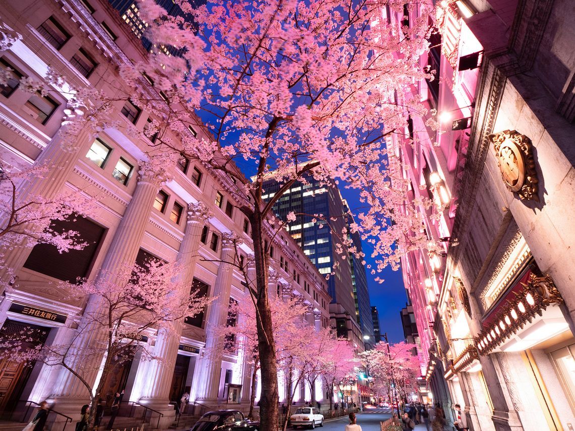 江戸桜通り ライトアップ