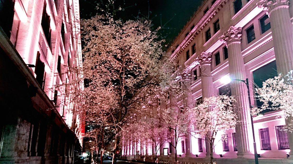 江戸桜通り ライトアップ