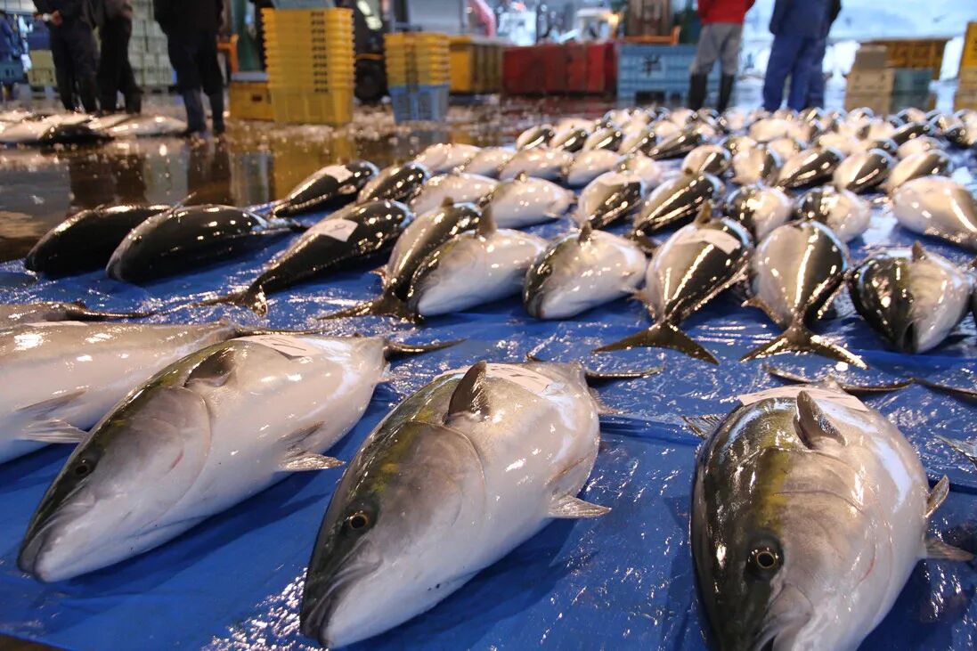 cjoqlabitbcwr0ok6tr16oh1c mem hokuriku yellowtail auction max