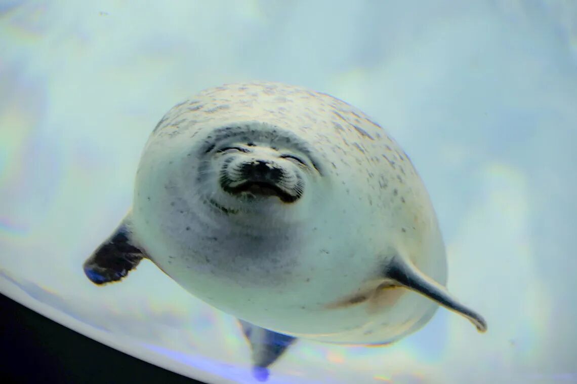 ワモンアザラシ