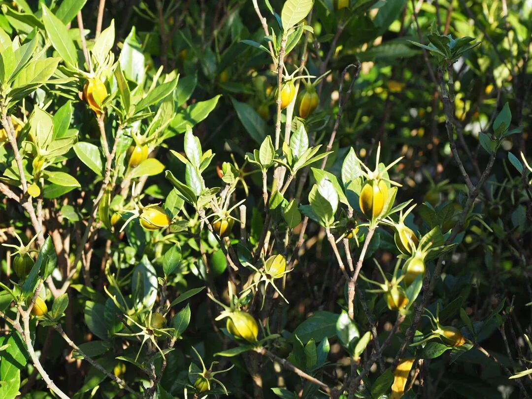 ck0rh7ynb0w3d0jpeqd5g8i2v ã ã ã ã ã å max