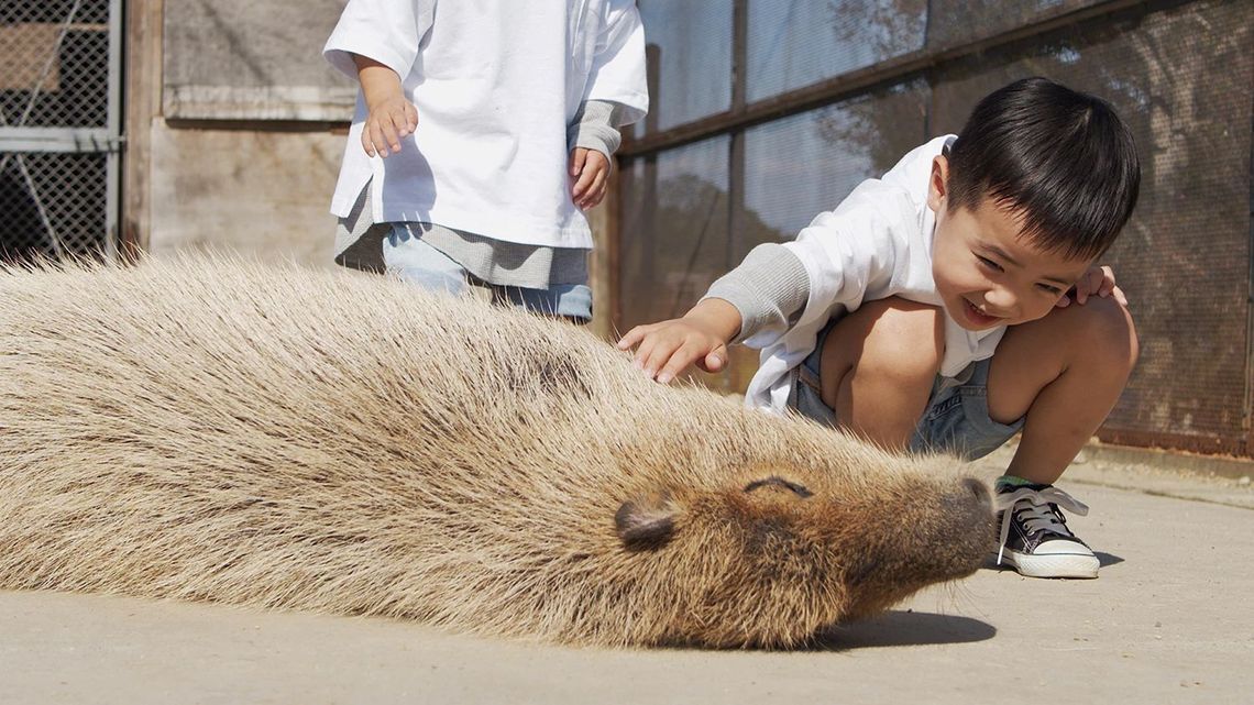 カピバラふれあい