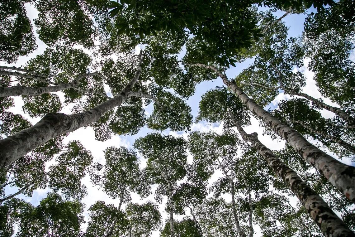 clx4hx2na00qy01jq0s6zcfx2 rem 1 max