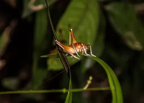 clx4hx35b009r01momg7vqssi rem 3 1 two thirds