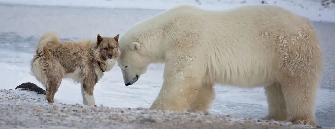 ck0cgkoz204qm0pqw487hr2j8 preview lightbox travels canada bear max