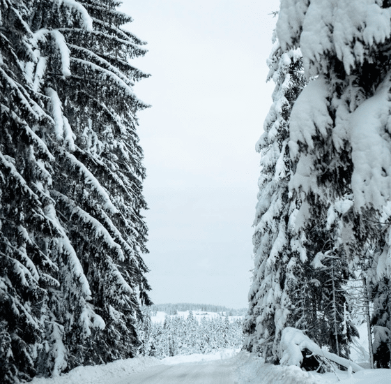 winter snow covered trees