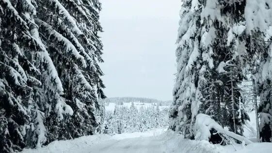 clq2rv3347a9e01ifrlnjdv8r winter snow covered trees max