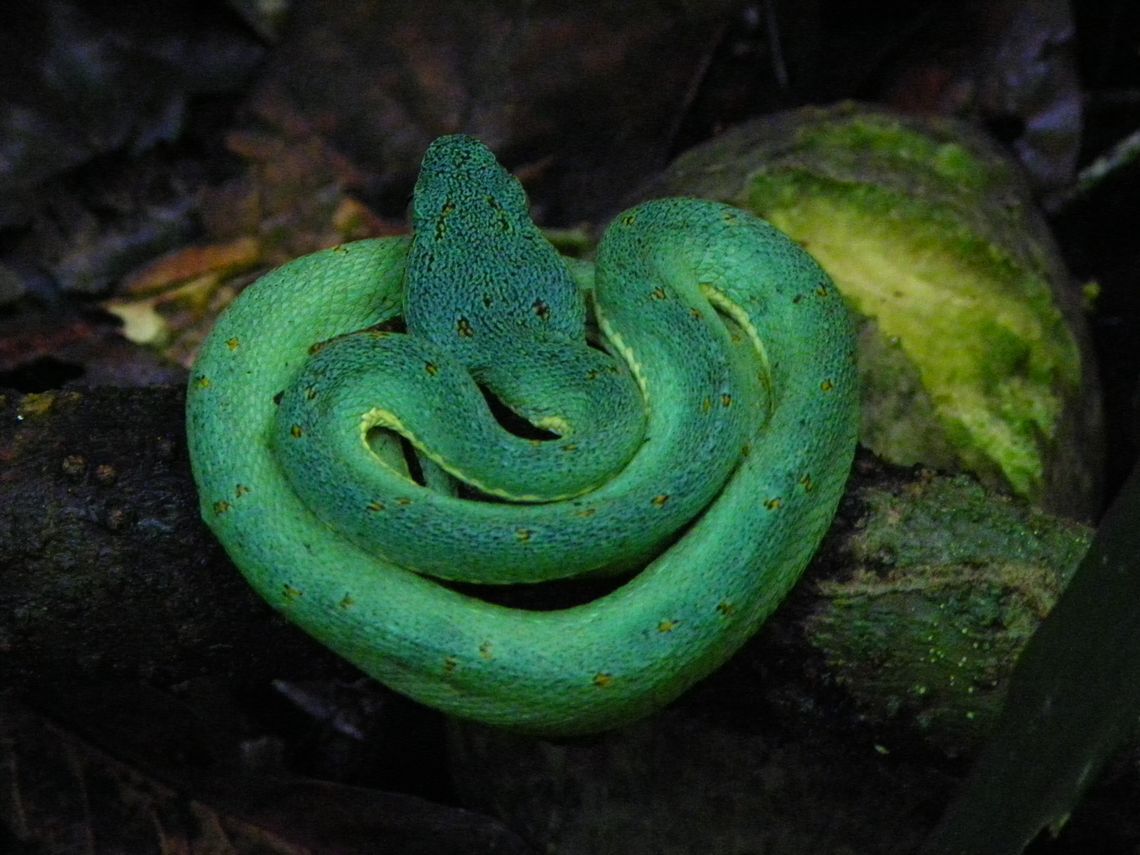 bothrops bilineatus surucu pinta de ouro pacange castigo jul 19 2018 llf