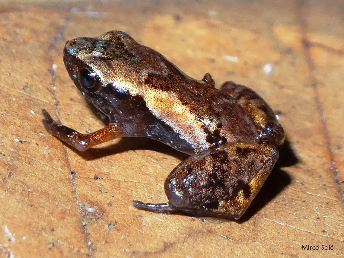 adelophryne michelin mirco solé