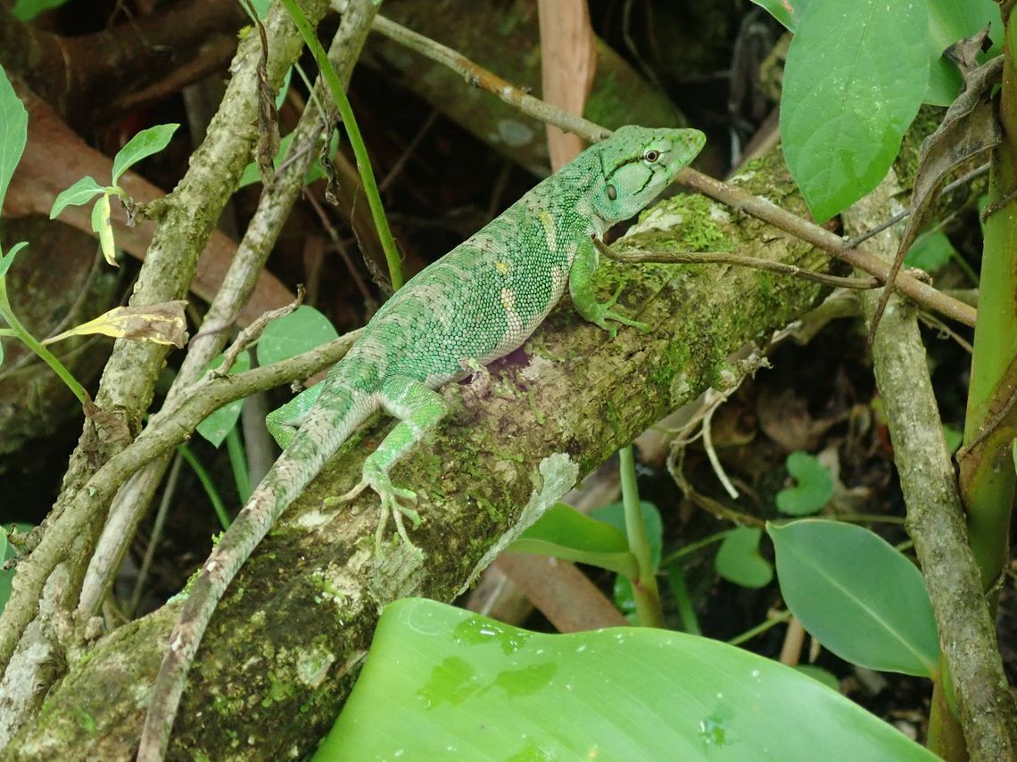 polychrus marmoratus pacange house feb 25 2020 4