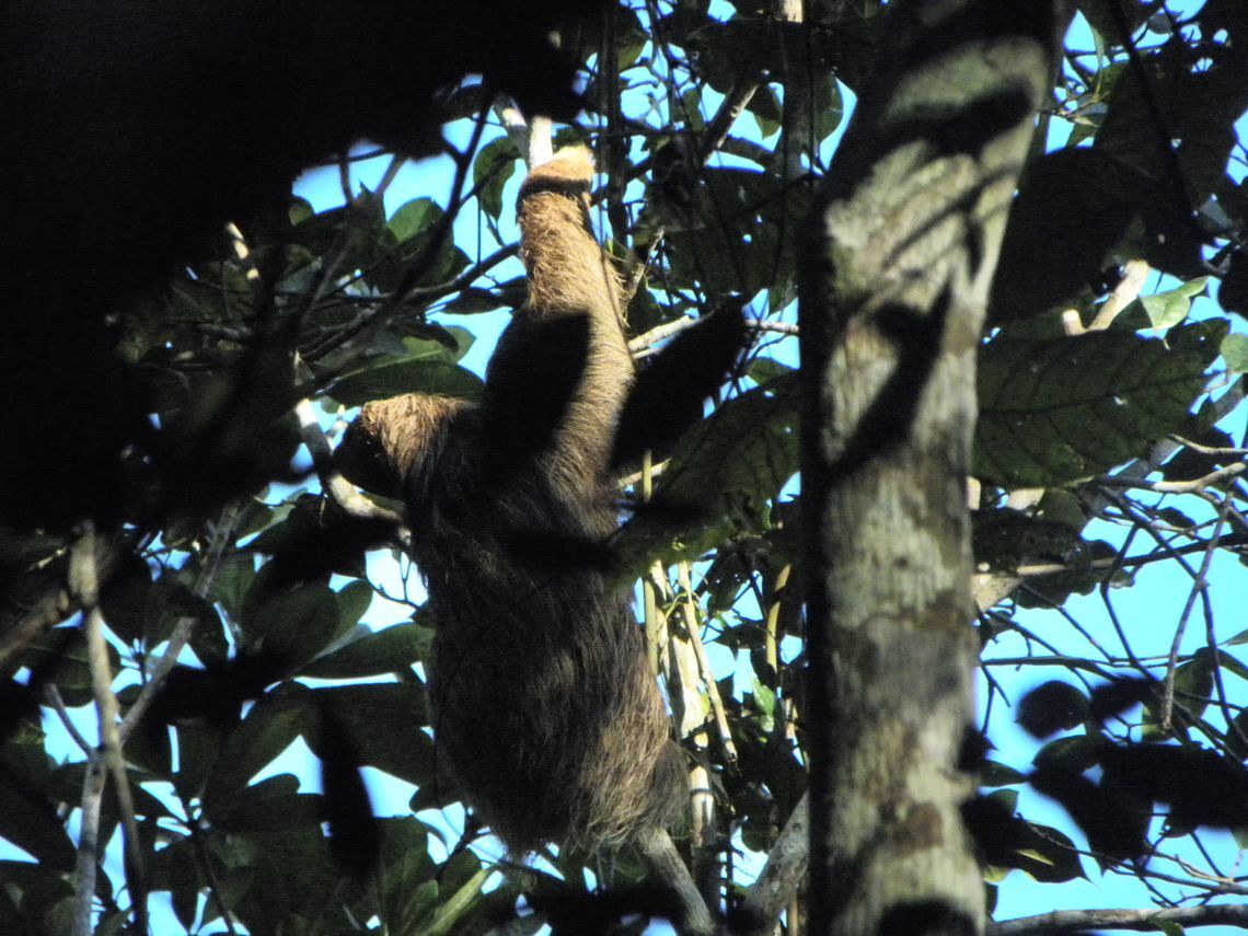 sloth pacange represa m 390 midagecapoeira june 19 2018 3