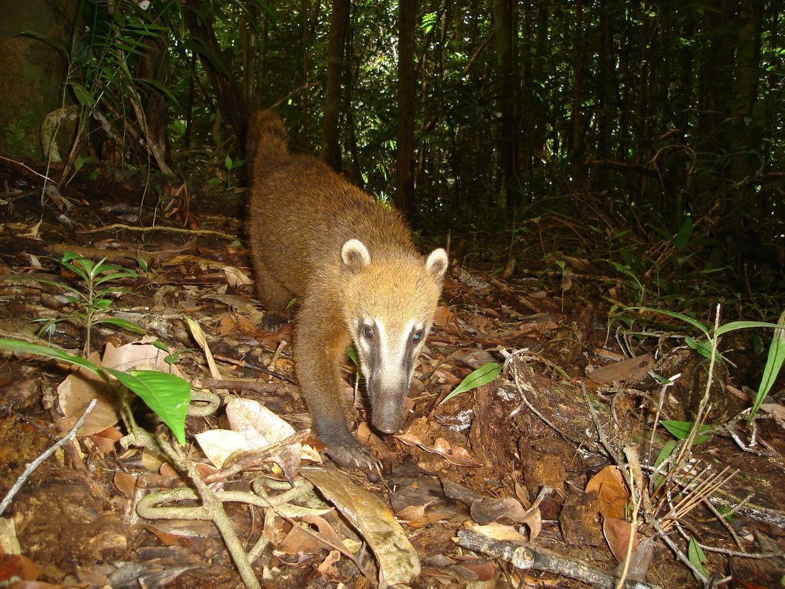 nasua nasua 6 max