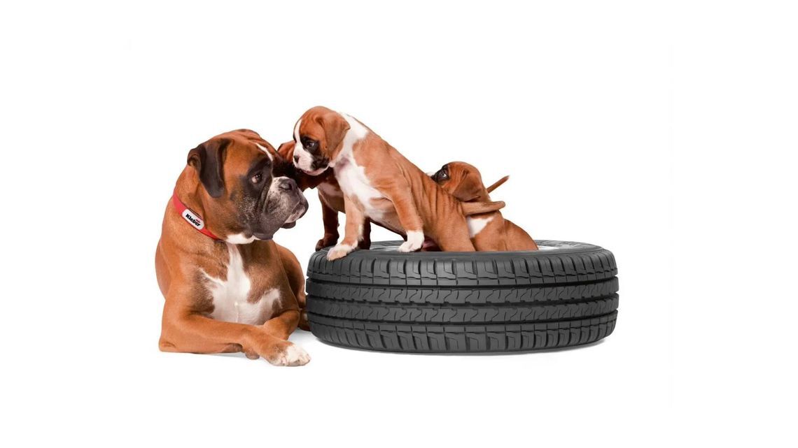 Kleber Urvic with puppies and tires