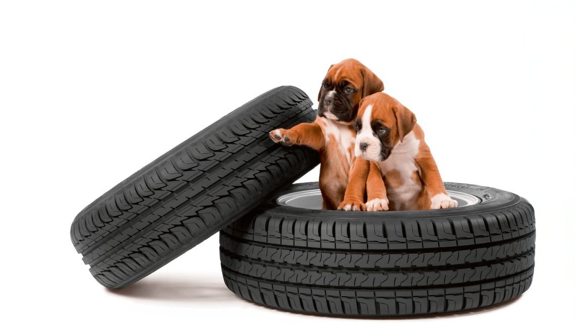 Kleber puppies Urvic