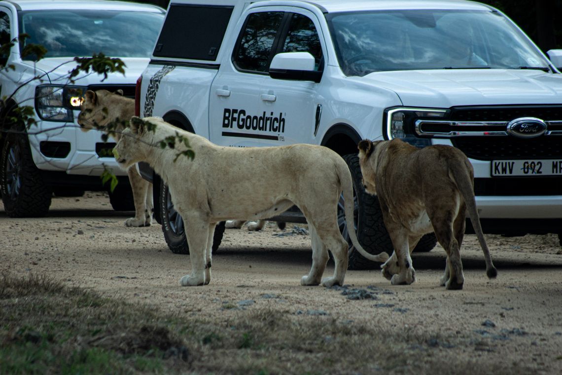 Lions seen during safari