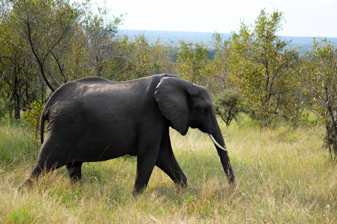 Elephant